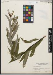 Foto von Salix sericea Marshall
